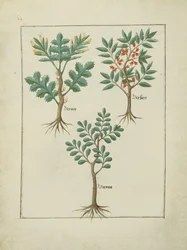 Illustration aus dem Buch der einfachen Heilmittel von Mattheaus Platearius (gest. um 1161) c.1470